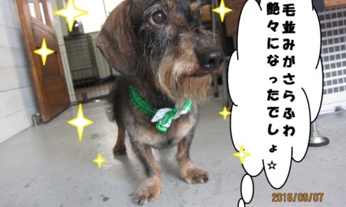 おすましミニチュアダックス