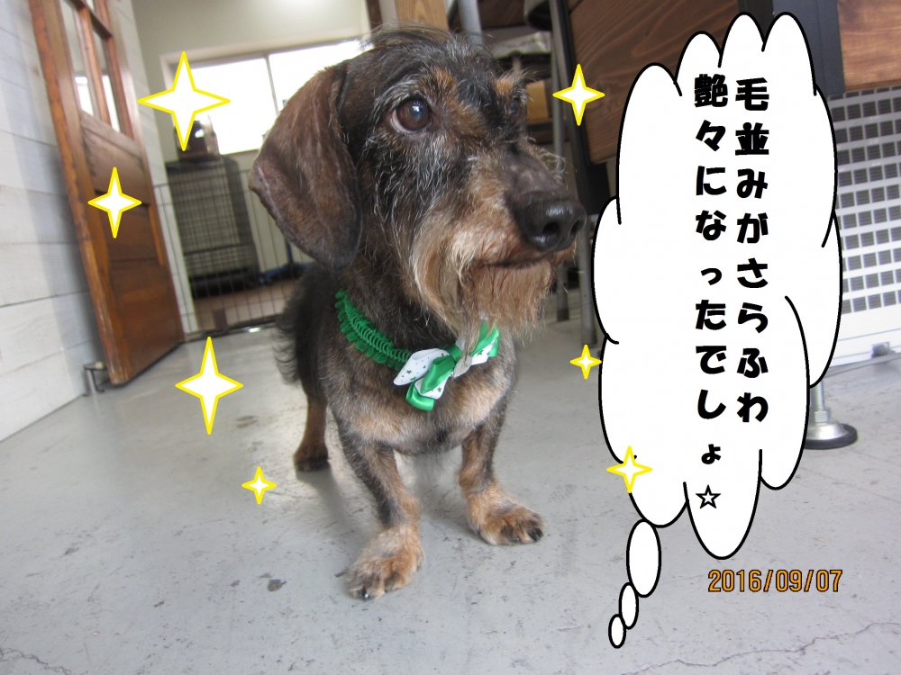 おすましミニチュアダックス