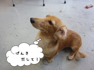 施術前ミニチュアダックス