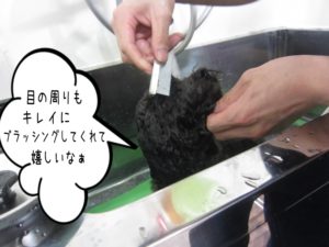 スパ中トイプードル