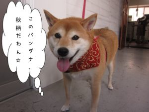 施術後柴犬