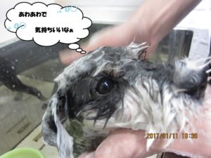 シャンプー中Mシュナ