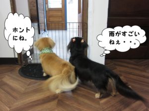 施術後ミニチュアダックス