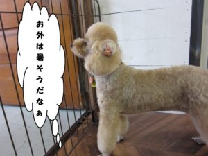 施術後トイプードル