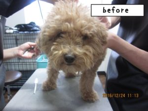 カット前トイプードル