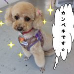 施術後トイプードル