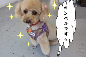 施術後トイプードル