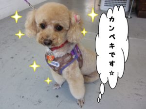 施術後トイプードル