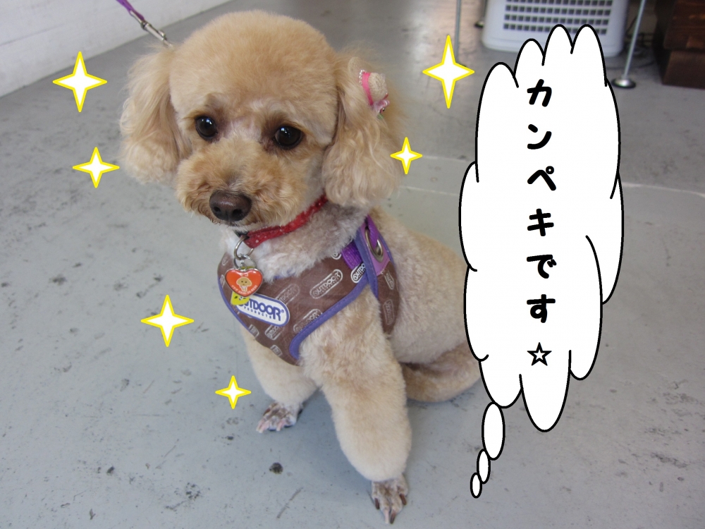 施術後トイプードル