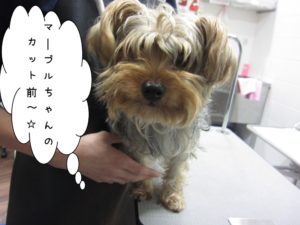 カット前ヨーキー