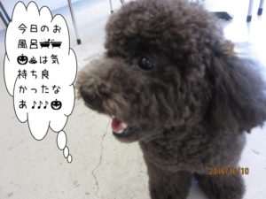 スパ中トイプードル