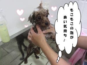 シャンプー中トイプードル