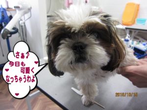 カット前シーズー