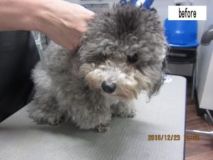 カット前トイプードル