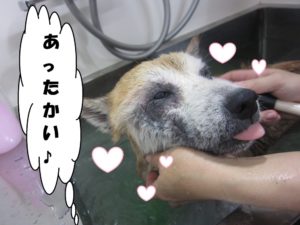 スパ中柴犬