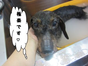 スパ中ミニチュアダックス