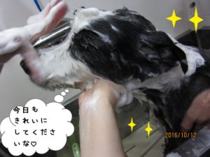 シャンプー中ボーダーコリー