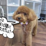 おすましトイプードル