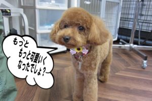 おすましトイプードル