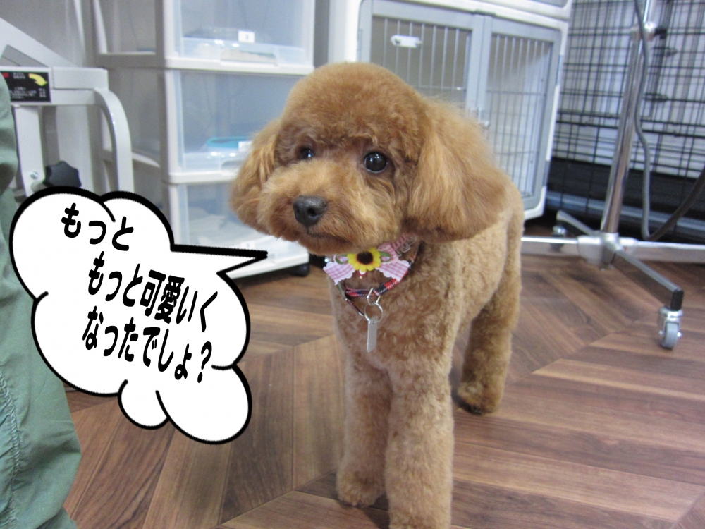 おすましトイプードル