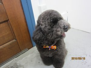 施術前トイプードル