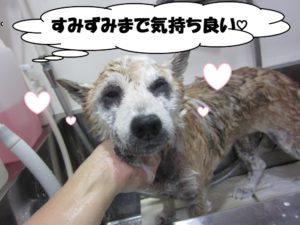 シャンプー中柴犬