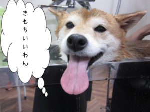 スパ中柴犬
