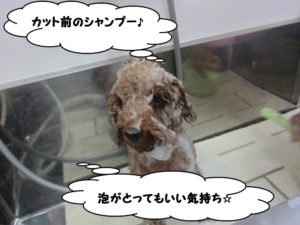シャンプー中トイプードル
