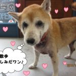 おすましミニチュアダックス