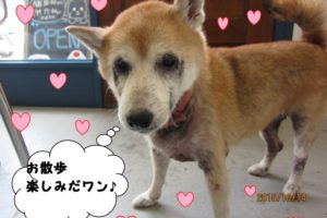 おすましミニチュアダックス