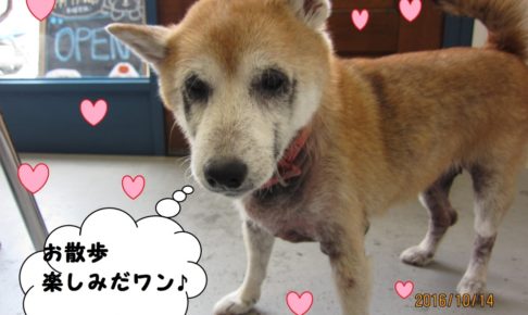 おすましミニチュアダックス