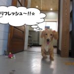 歩くミニチュアダックス