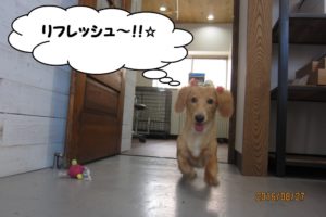 歩くミニチュアダックス