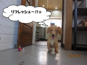 歩くミニチュアダックス