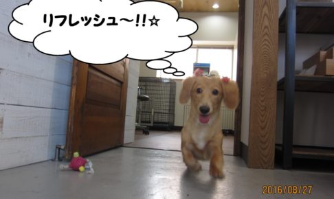 歩くミニチュアダックス