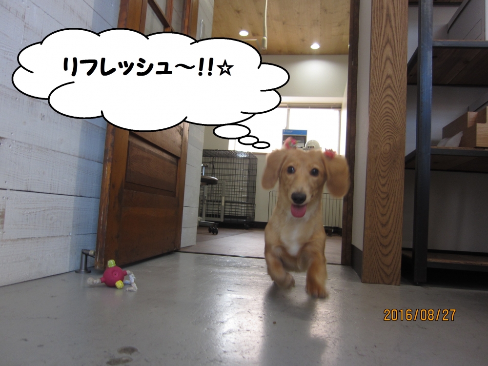 歩くミニチュアダックス