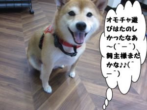 施術後柴犬