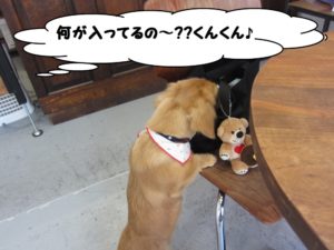 施術後ミニチュアダックス