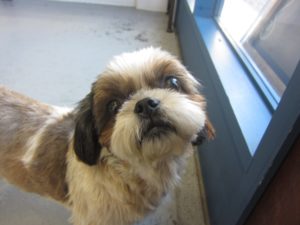 施術前シーズー