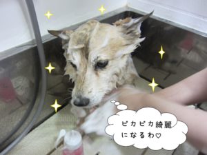シャンプー中豆柴