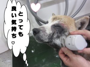 スパ中柴犬