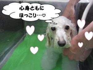 スパ中トイプードル