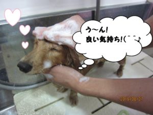 シャンプー中ミニチュアダックス