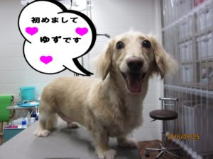 カット前カニンヘンダックス