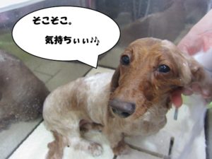 シャンプー中ミニチュアダックス
