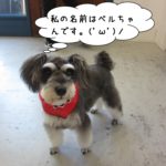 おすましMシュナ