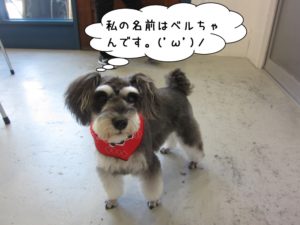 おすましMシュナ