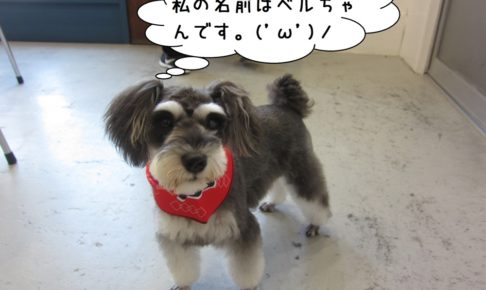 おすましMシュナ