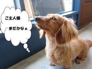 施術後ミニチュアダックス