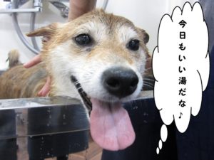 スパ中柴犬